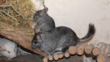 Chinchilla und Kinder