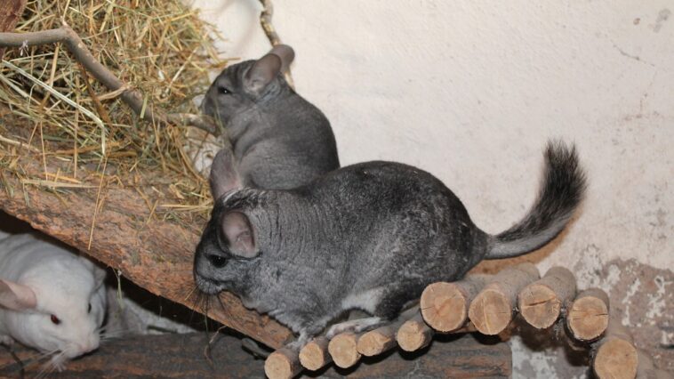 Chinchilla und Kinder