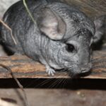 Chinchillas und Kinder