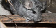 Chinchillas und Kinder