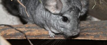 Chinchillas und Kinder