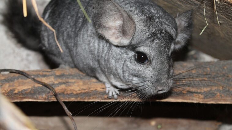 Chinchillas und Kinder