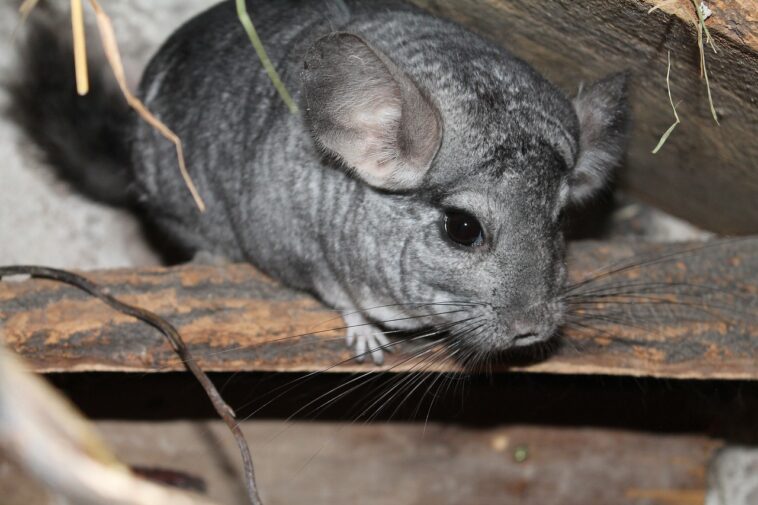 Chinchillas und Kinder