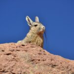 Chinchillas Lebensraum
