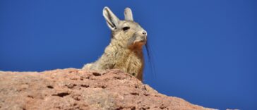 Chinchillas Lebensraum