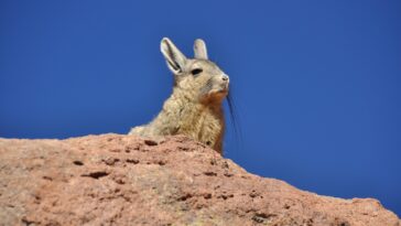 Chinchillas Lebensraum