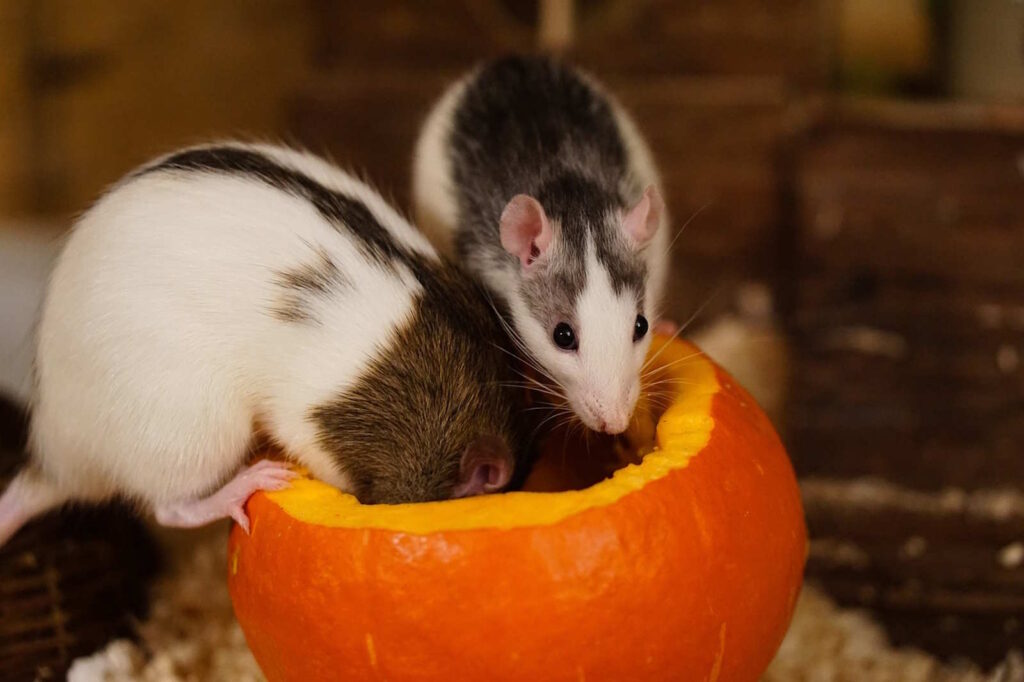 Therapeutische Wirkung von Ratten