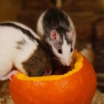 Therapeutische Wirkung von Ratten