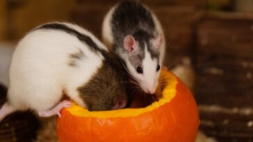 Therapeutische Wirkung von Ratten