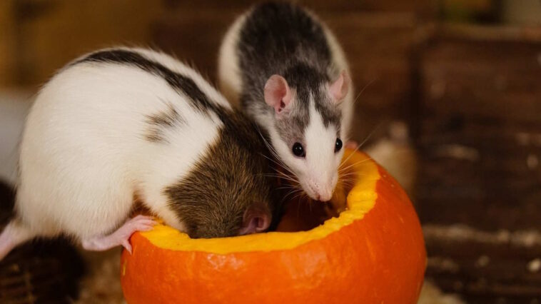 Therapeutische Wirkung von Ratten