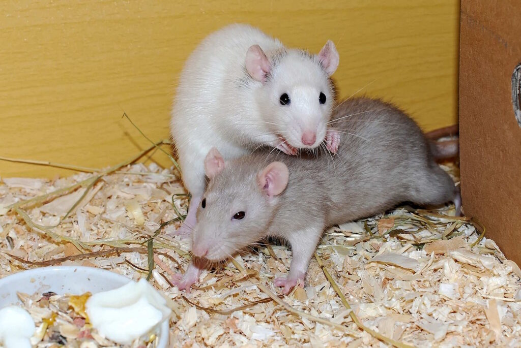 Sozialverhalten von Ratten