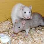 Sozialverhalten von Ratten