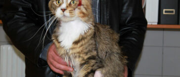 Katze nach OP