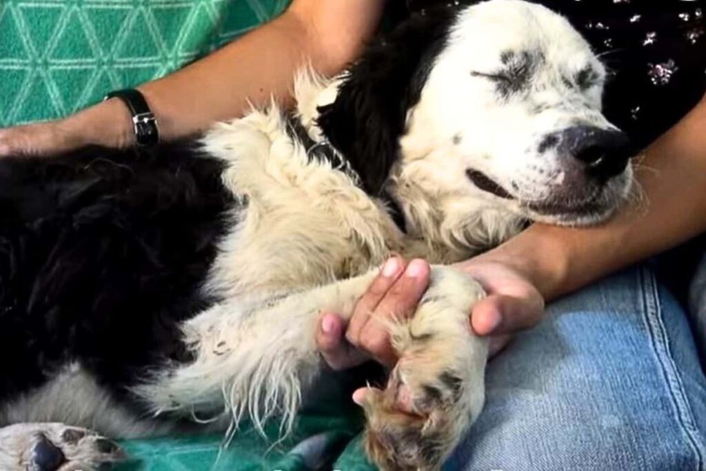 Gebärmutterentzündung beim Hund