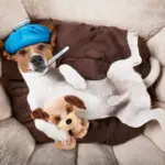 Hundekrankenversicherung