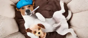 Hundekrankenversicherung