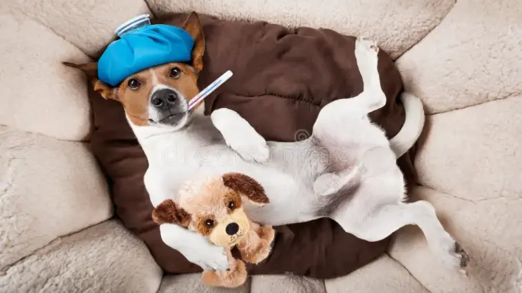 Hundekrankenversicherung