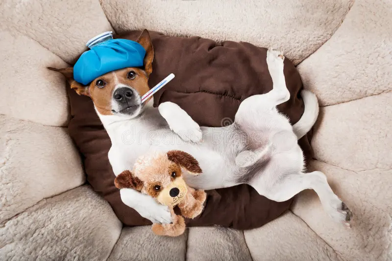 Hundekrankenversicherung