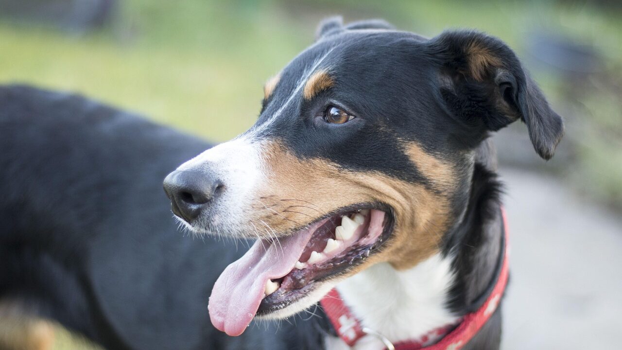 Tierschutzhund
