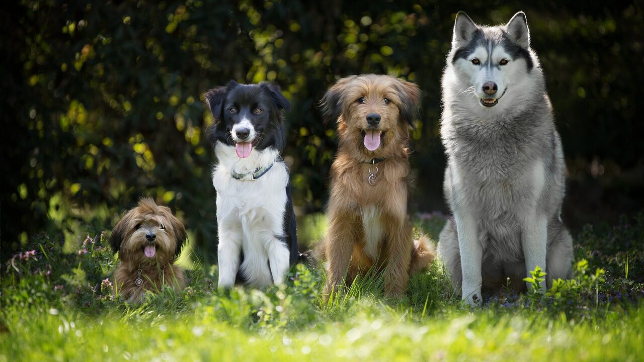 Tierschutzhund