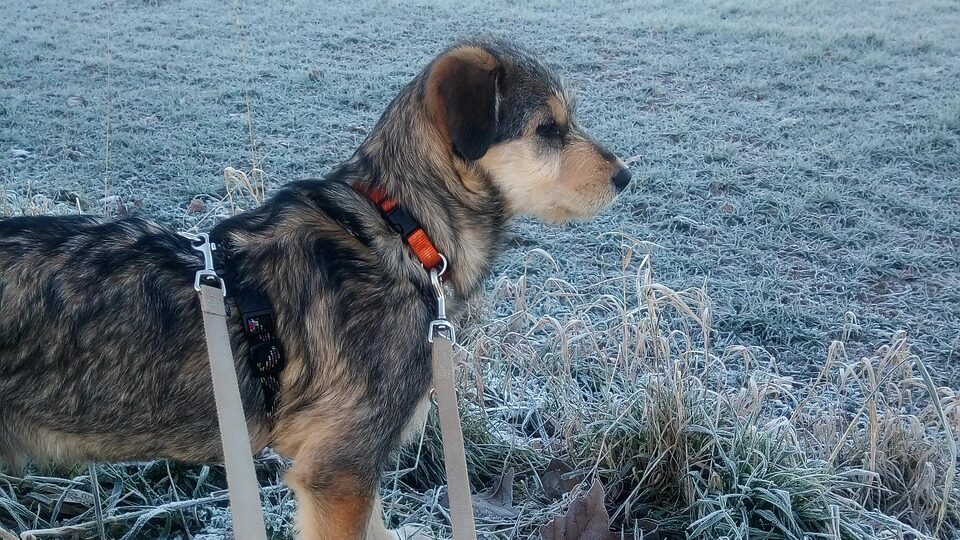Tierschutzhund