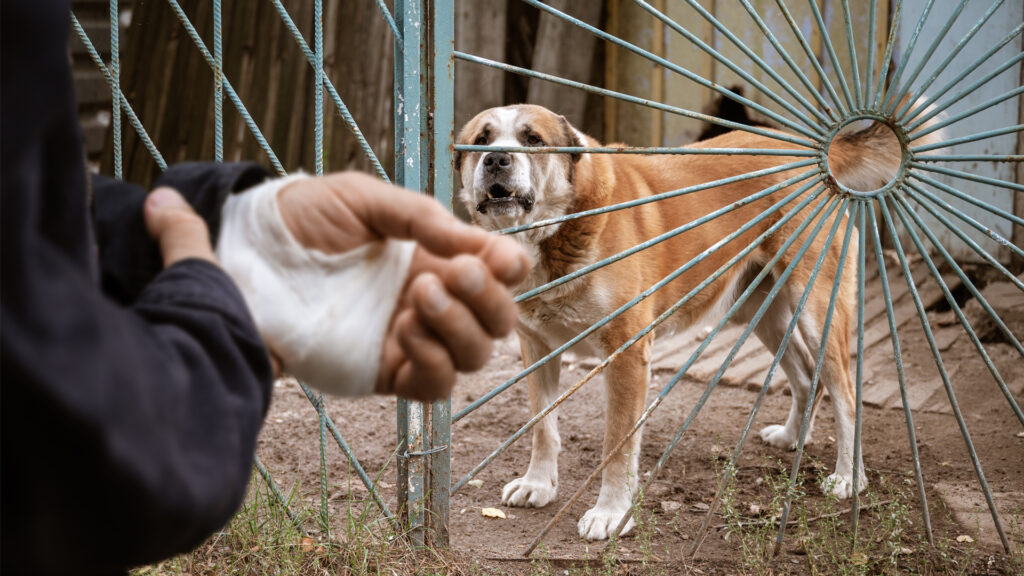 Hund Respekt verliert