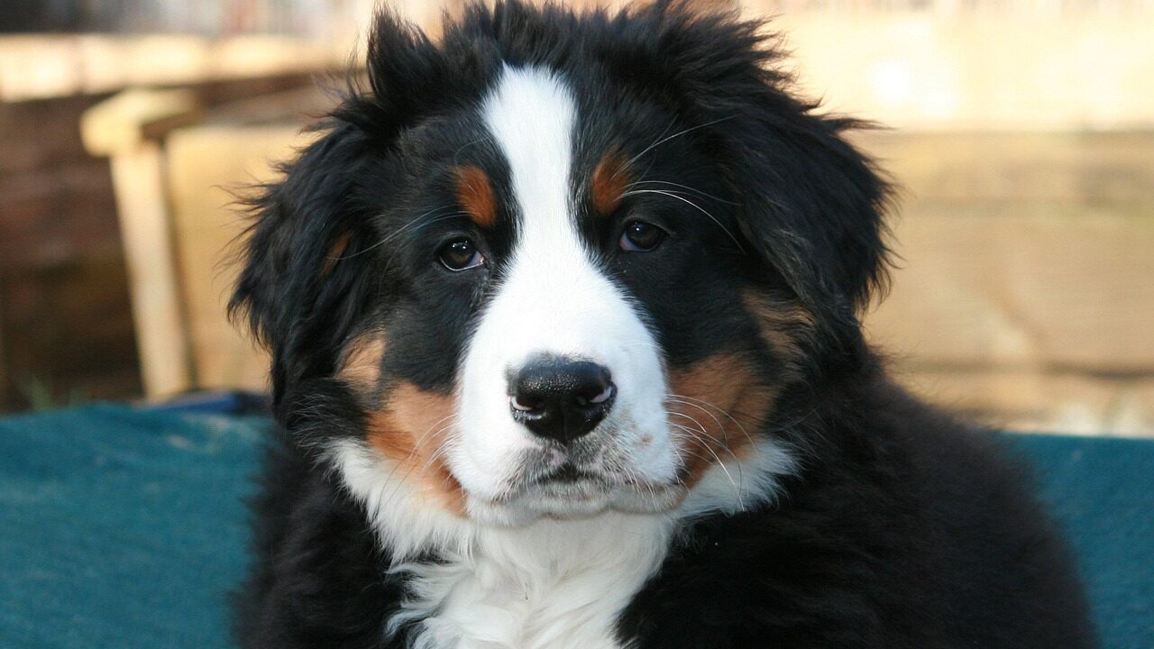 Bernedoodle