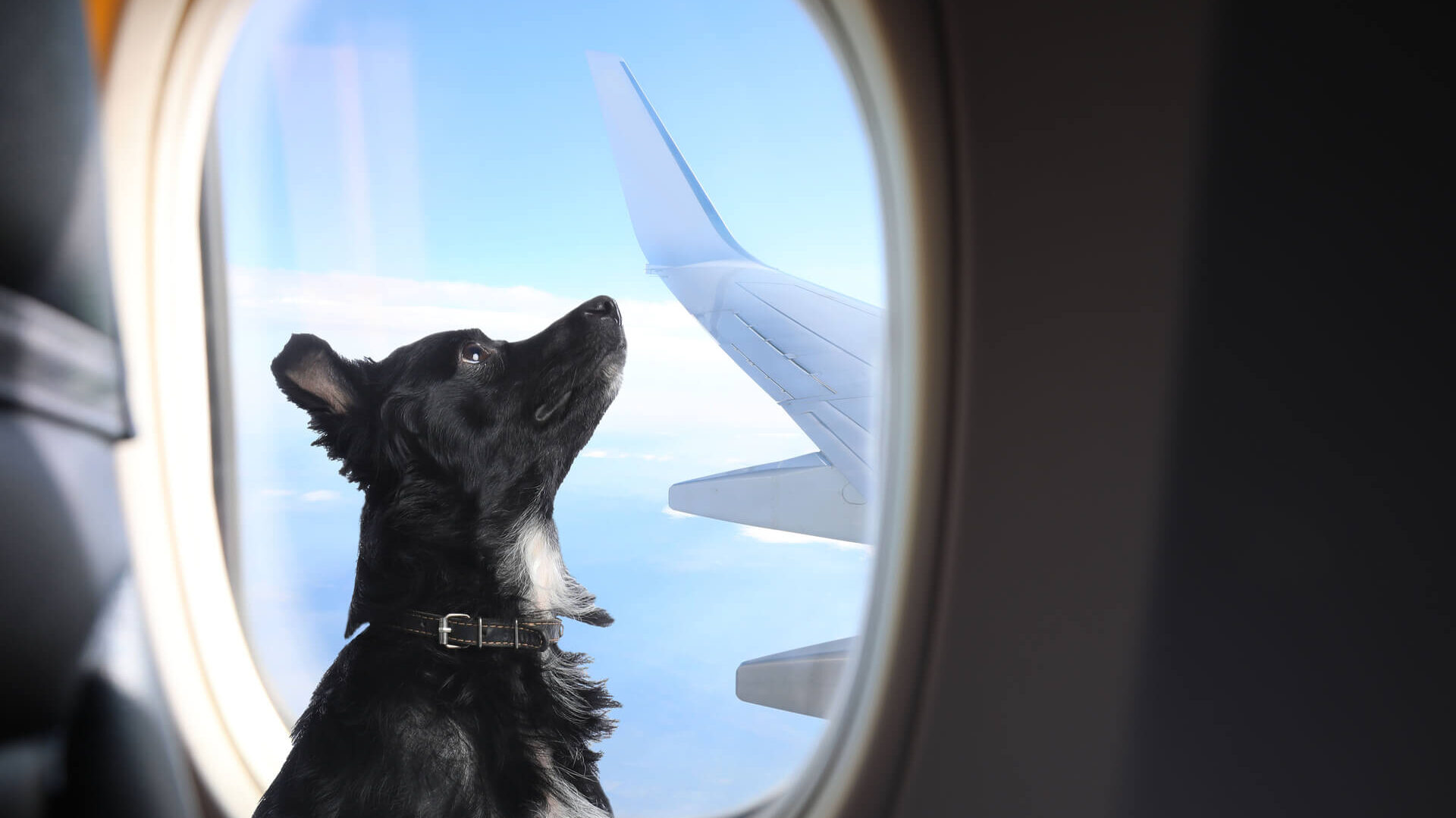 Reisen mit Hund