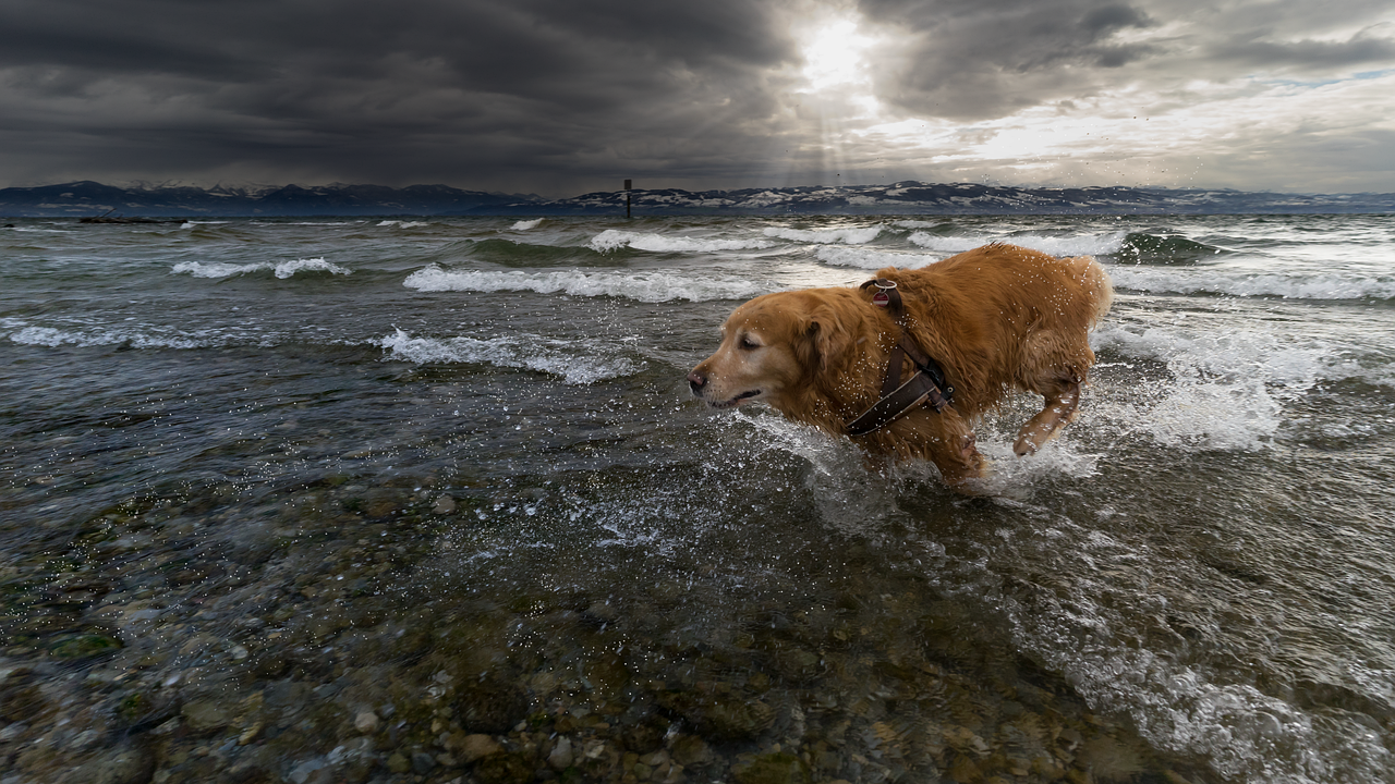 Hund im Meer