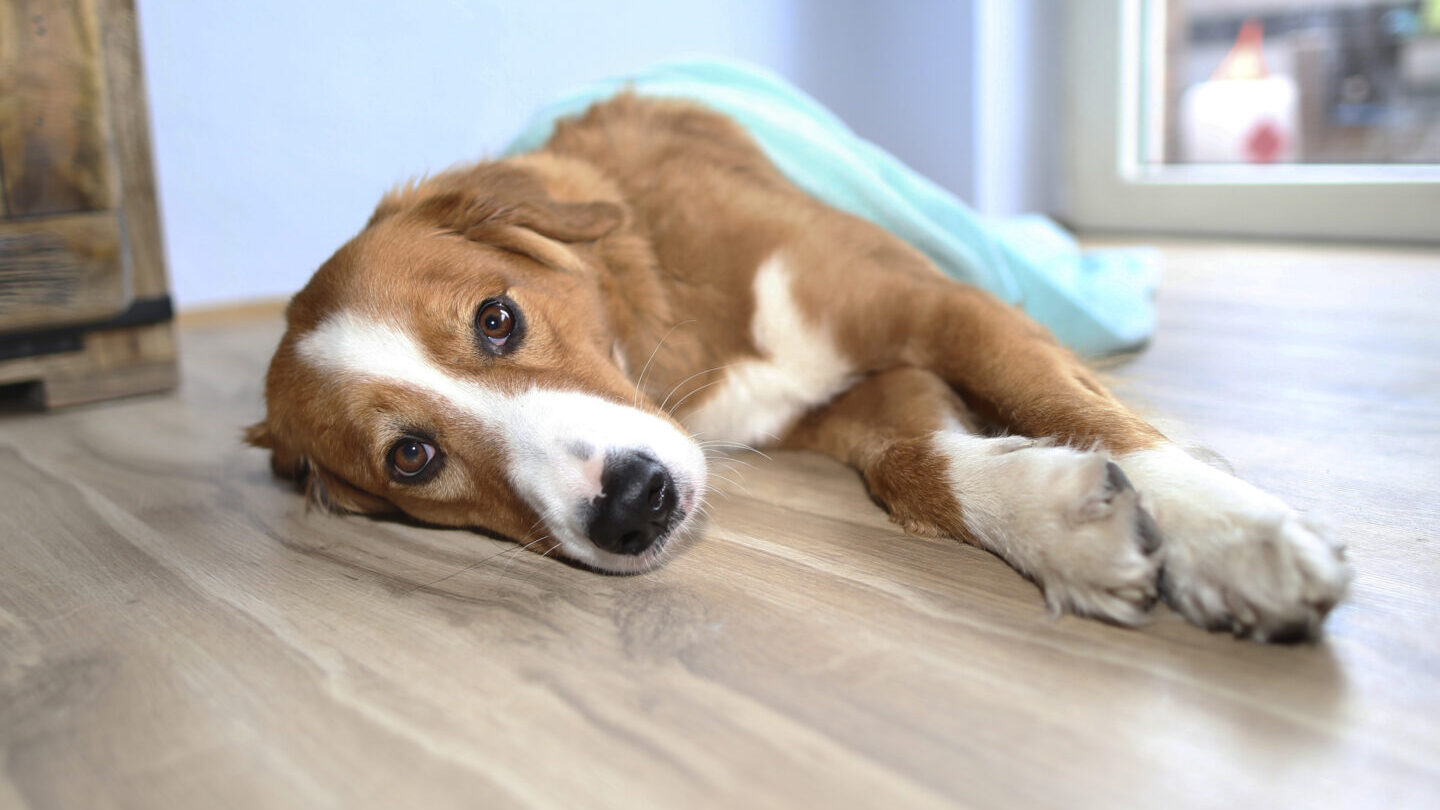 Hundebett