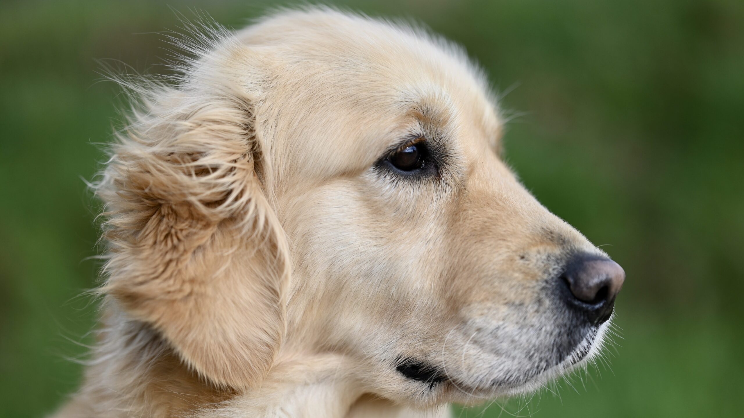 Erste Hilfe beim Hund