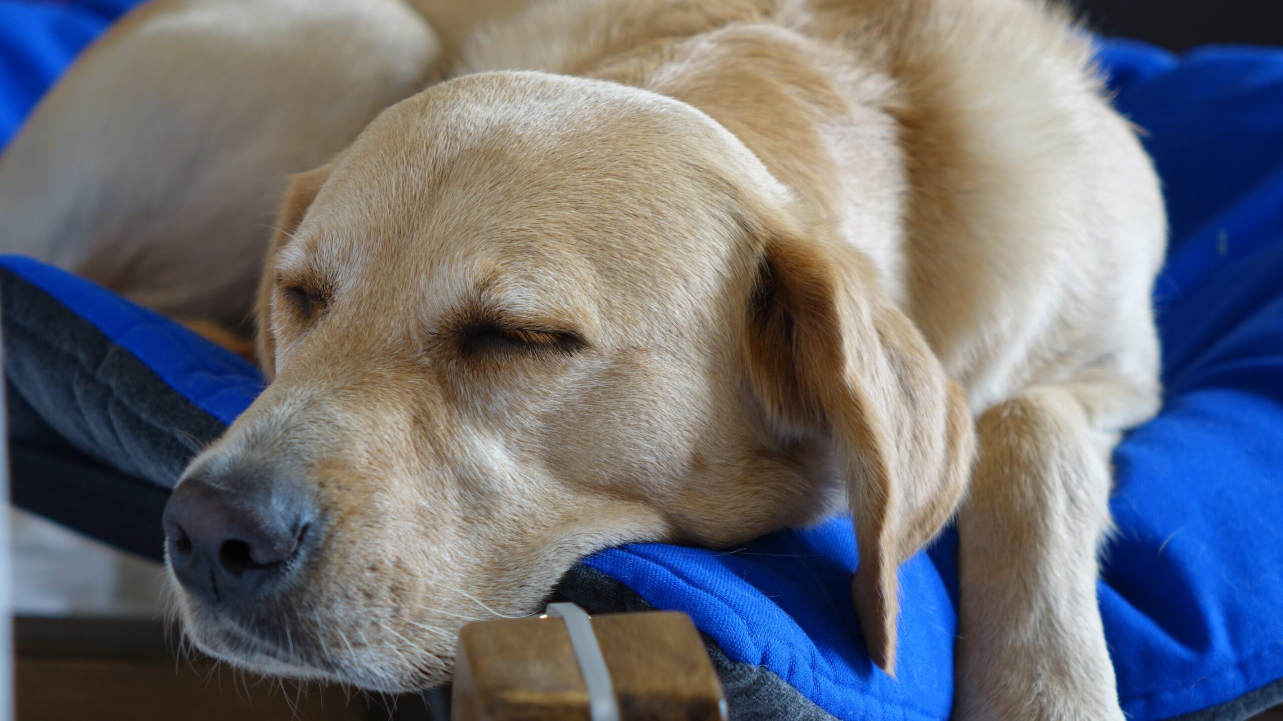 Hundebett
