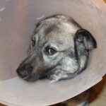 Erste Hilfe beim Hund
