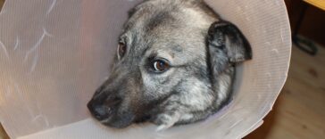 Erste Hilfe beim Hund