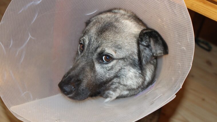 Erste Hilfe beim Hund