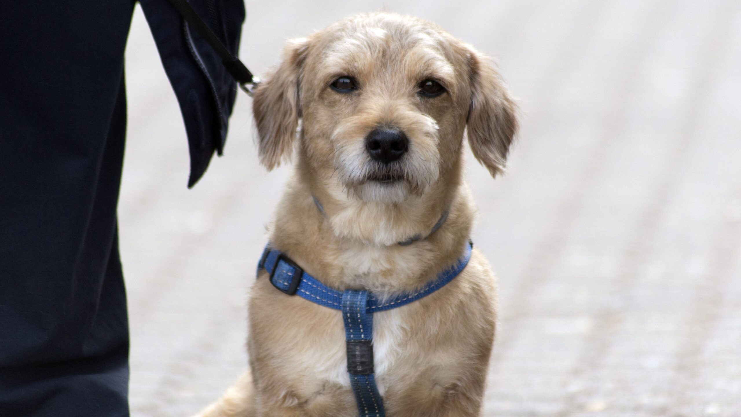 Erste Hilfe beim Hund