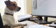Hund im Homeoffice