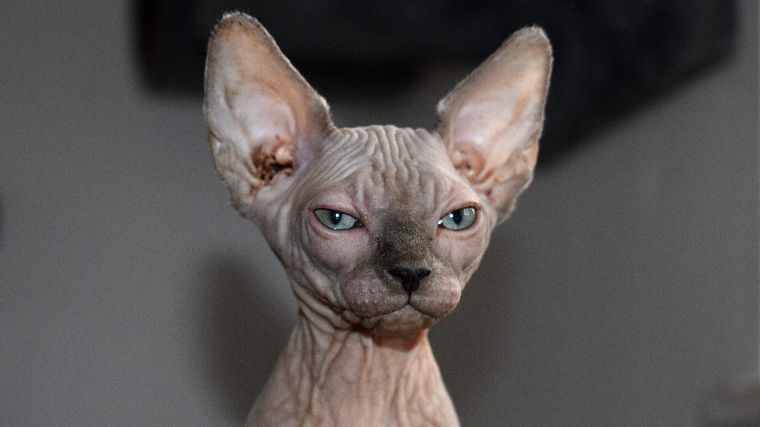 Sphynx-Katze