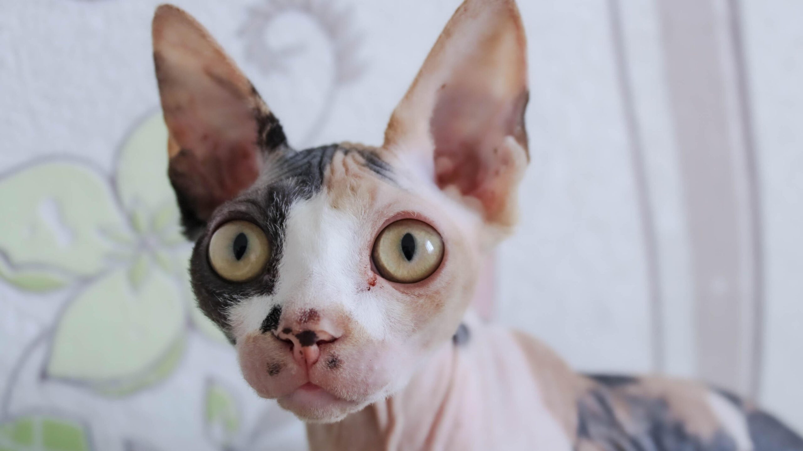 Sphynx-Katze