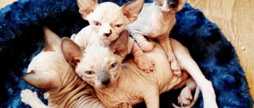 Sphynx-Katze
