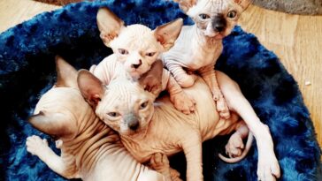 Sphynx-Katze