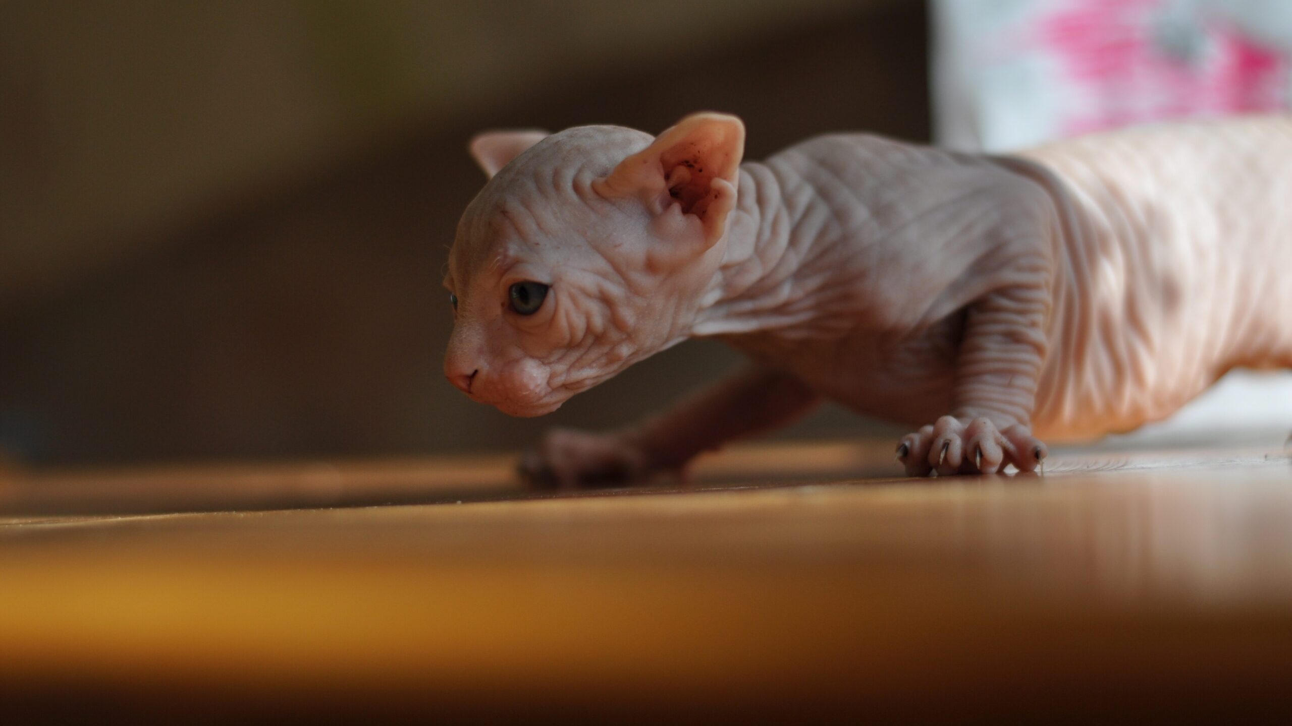 Sphynx-Katze