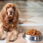 gesunde Hundeernährug