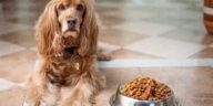 gesunde Hundeernährug