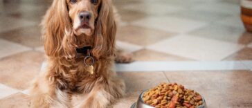 gesunde Hundeernährug