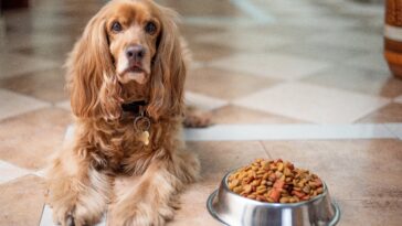gesunde Hundeernährug