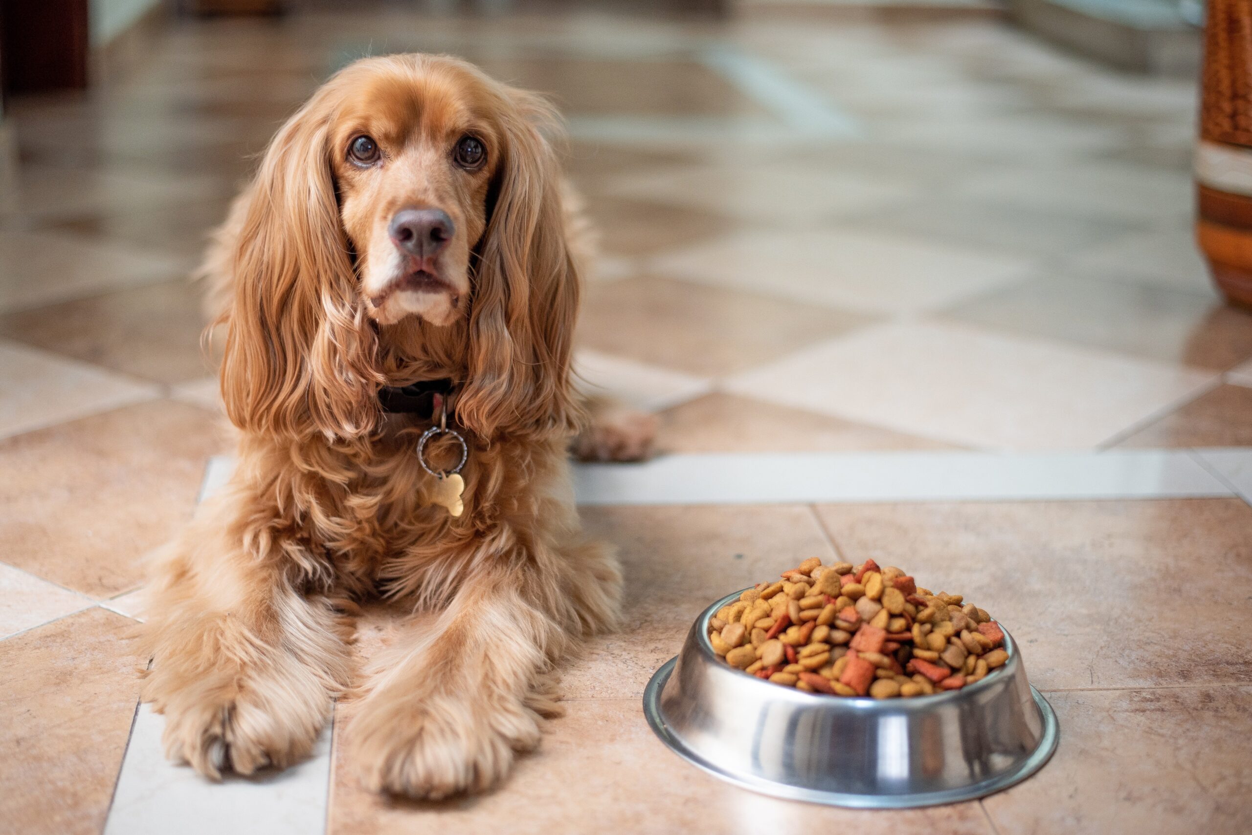 gesunde Hundeernährug