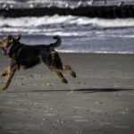 Urlaub mit Hund