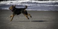 Urlaub mit Hund