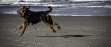 Urlaub mit Hund